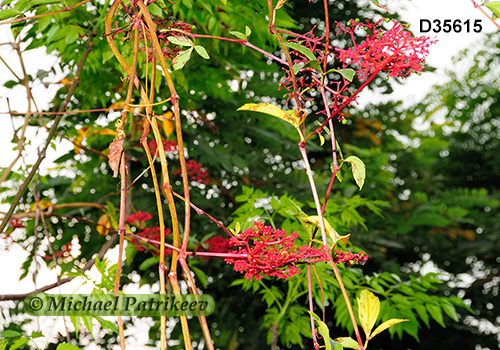 Cissus erosa (Vitaceae)
